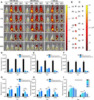 In vivo targeting capacities of different nanoparticles to prostate tissues based on a mouse model of chronic bacterial prostatitis